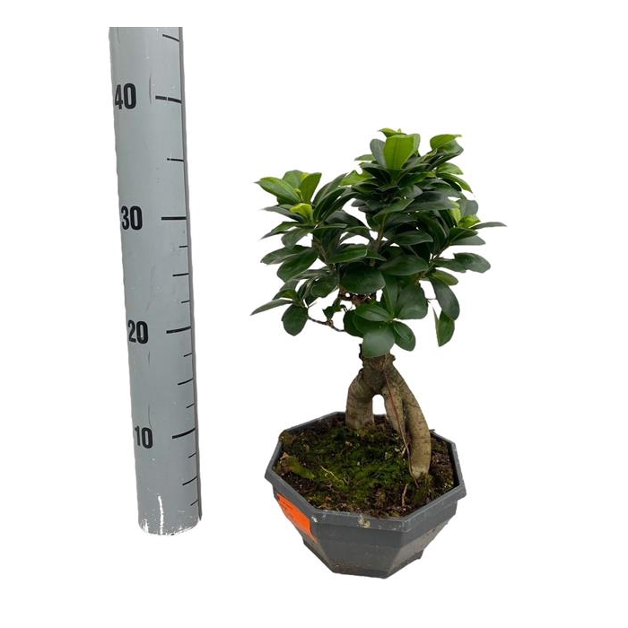 <h4>Ficus mi Ginseng 18Ø 35cm 1pp</h4>