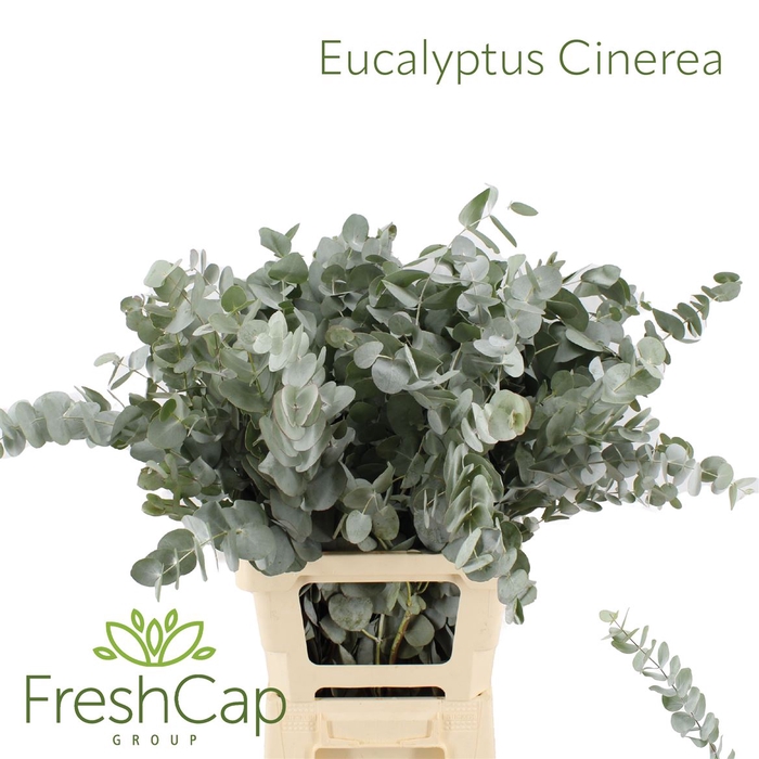 <h4>Eucalyptus Cinerea 350</h4>