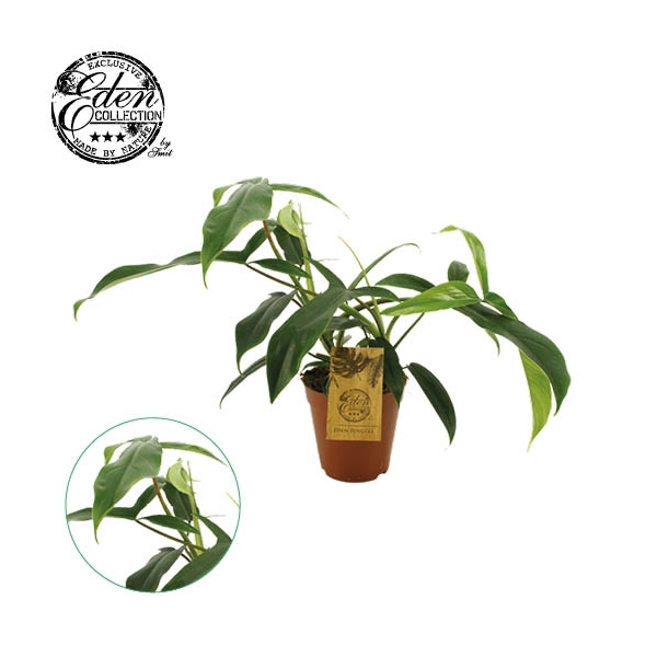 <h4>Philodendron 69686 15cm</h4>