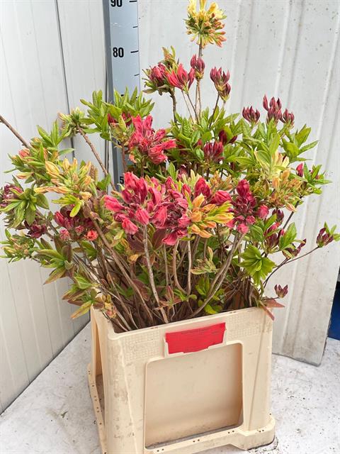 <h4>Rhododendron per bunch</h4>