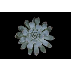Echeveria baena cutflower wincx-8cm