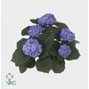 Hydrangea Bela (Hortensia)