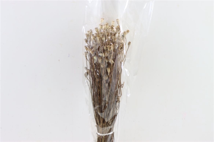 <h4>Dried Papaver Mini Natural Bunch Poly</h4>