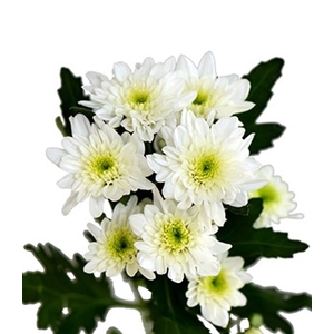 Chrysanthemum spray bonita blanca