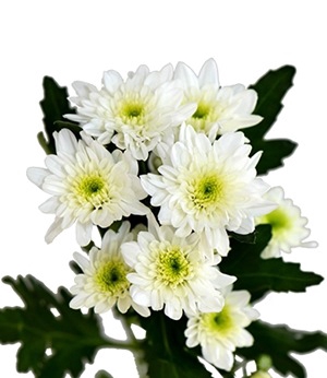 Chrysanthemum spray bonita blanca