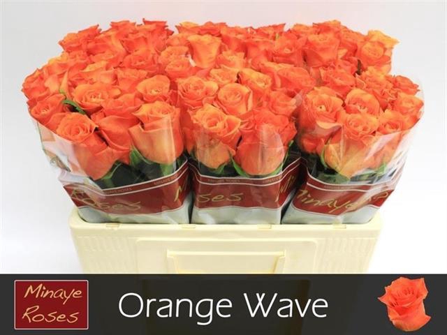 <h4>Rosa la orange wave</h4>