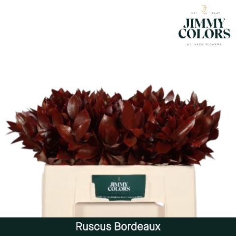 <h4>Ruscus L50 Klbh. Bordeaux</h4>
