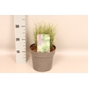 vaste planten 19 cm  Carex Albula Amazon Mist™