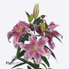 <h4>Lilium or dbl roselily donna</h4>
