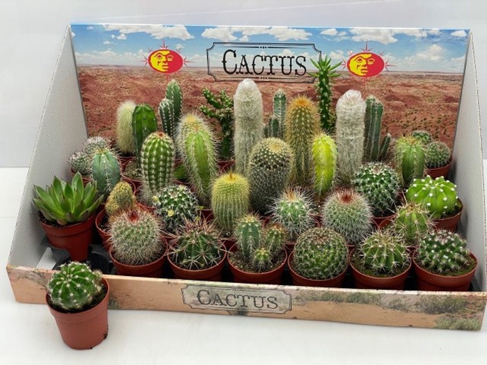 <h4>Cactus gemengd</h4>