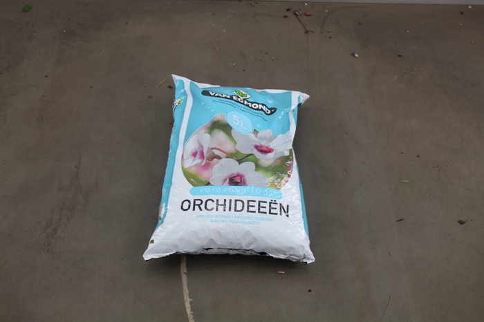 ORCHIDE GROND