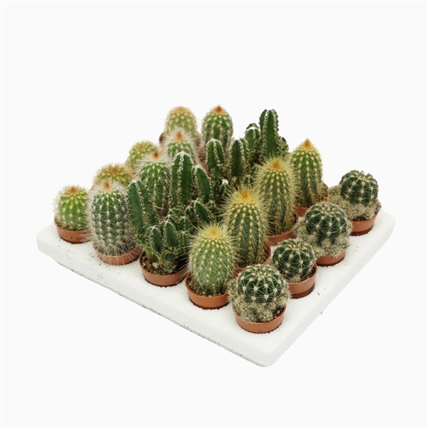 <h4>Cactus mini mix 3 cm</h4>