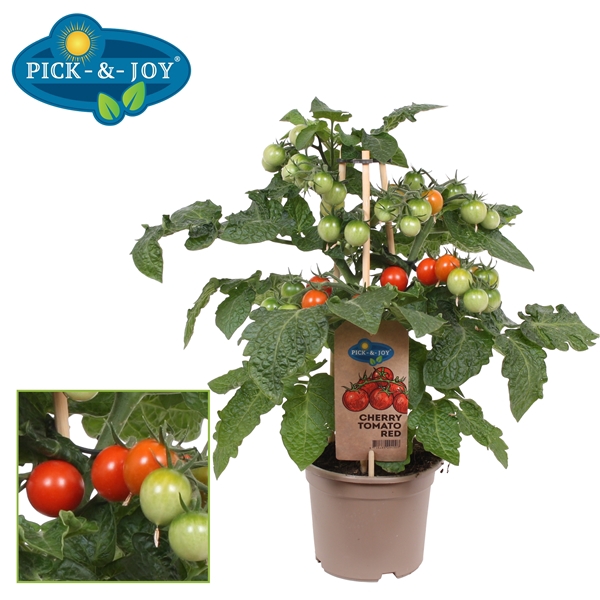 PICK-&-JOY® Cherry Tomato Red