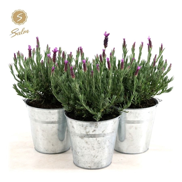 <h4>Lavandula st. 'Anouk'® Collection P15 in Zinc Old-Look</h4>