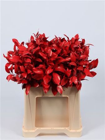 Ruscus Red