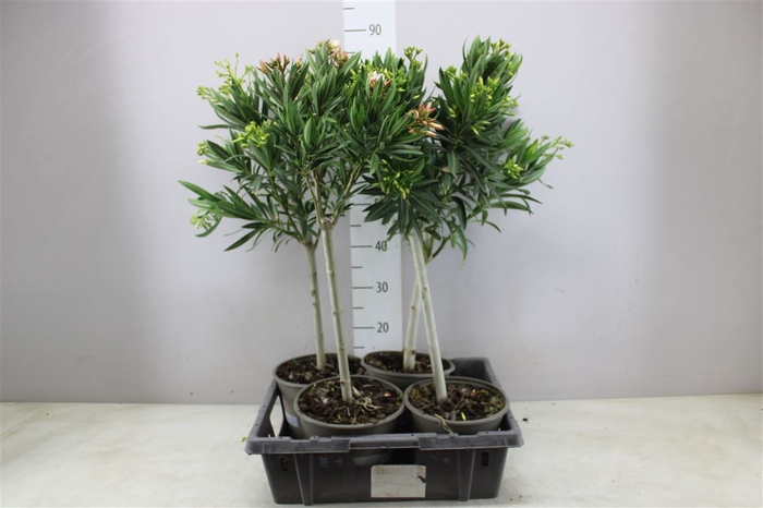<h4>Nerium Oleander Op Stam Gemengd</h4>