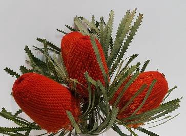 Banksia Tint Orange