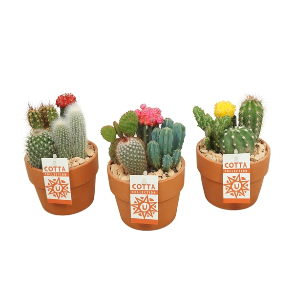 <h4>Cactus-Gymno arrangement in 12 cm 'Terracotta Kraagpot'</h4>