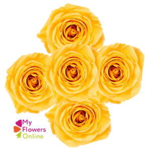 Bqts Roses x 5 Stems Yellow 50cm CO
