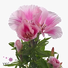 <h4>Clarkia grace pink</h4>