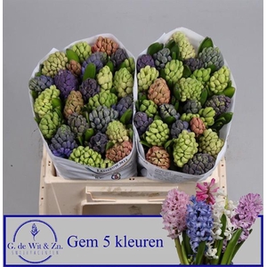HYACINTHUS 5 COLOUR MIX IN BUCKET