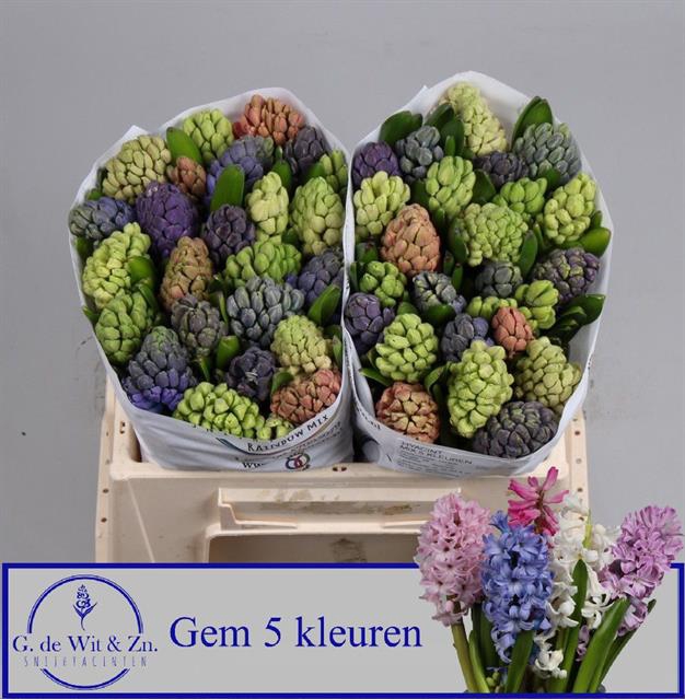 <h4>HYACINTHUS 5 COLOUR MIX IN BUCKET</h4>