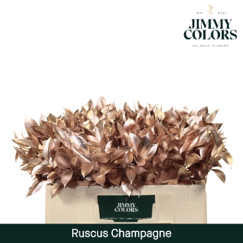 <h4>Ruscus L50 Mtlc. Champagne</h4>