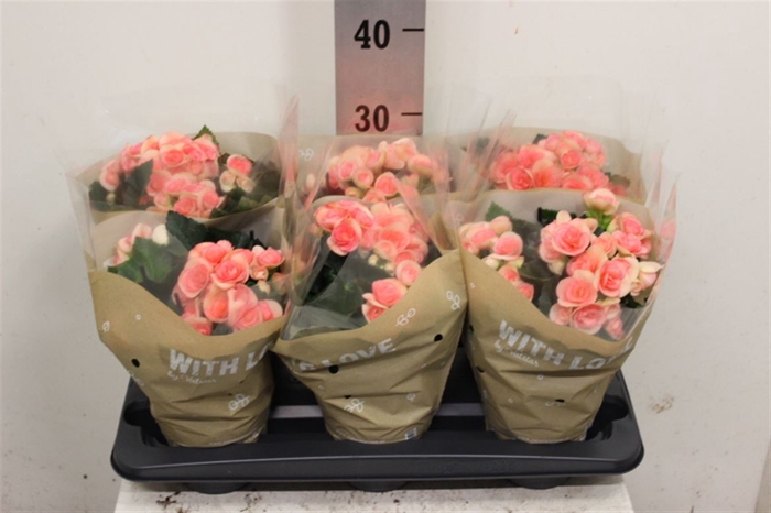 <h4>Begonia 13cm With Love</h4>