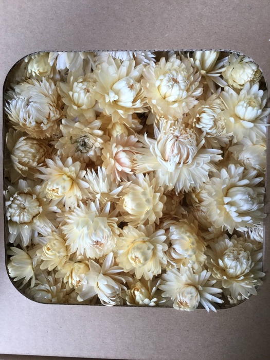 DRIED FLOWERS - HELICHRYSUM HEADS WHITE