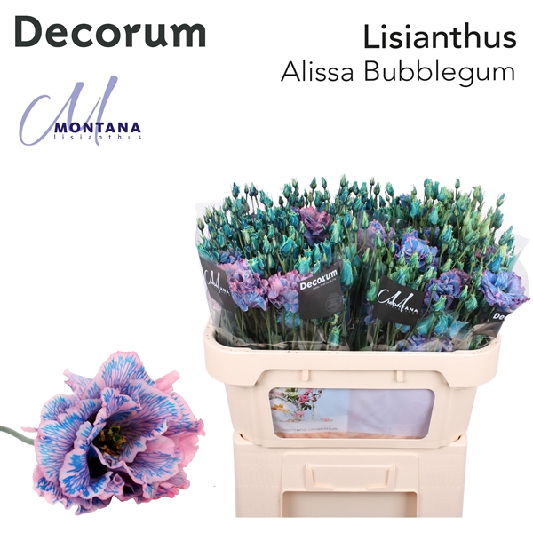 <h4>Lisianthus Alissa Bubblegum - Montana Lisianthus</h4>
