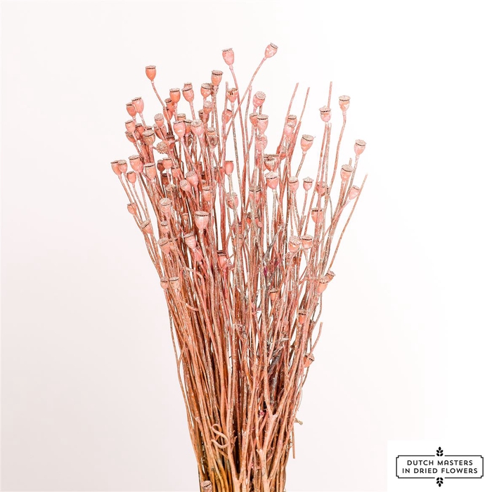 <h4>Dried Papaver Small Frosted Pink Bunch Slv</h4>