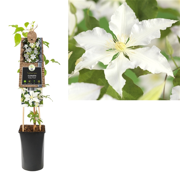 <h4>Clematis 'Gladys Picard' +3.0 label</h4>