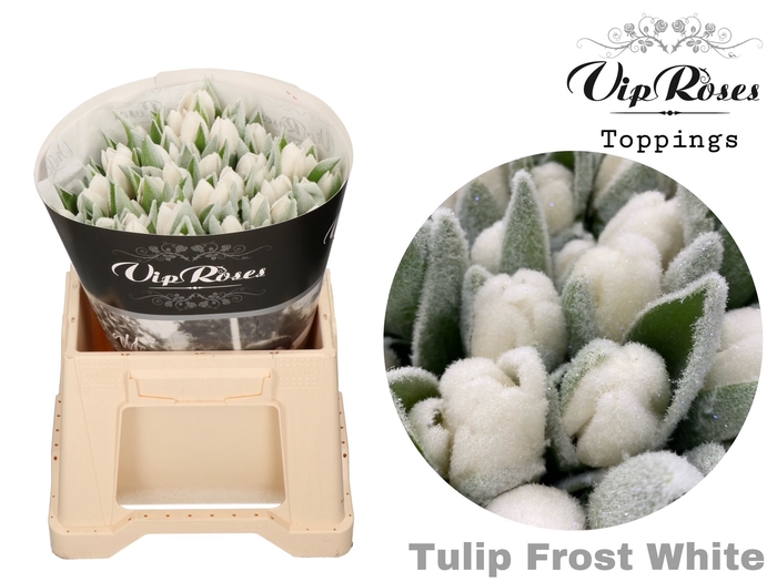 <h4>Tulipa si paint frost antartica</h4>