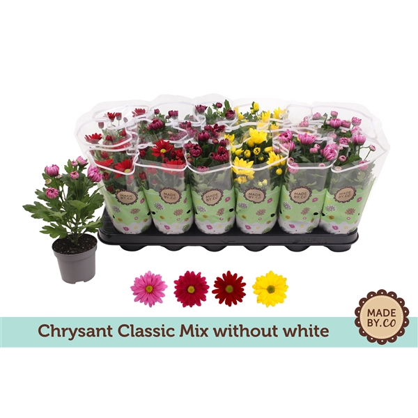 <h4>Chrysant Classic Mix - without white</h4>