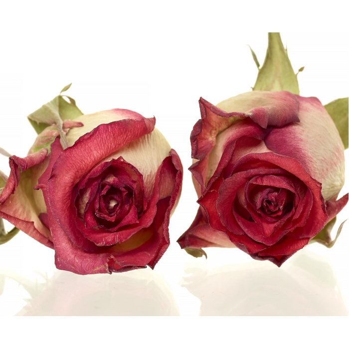 <h4>Rose Blush red 4,5-5cm</h4>