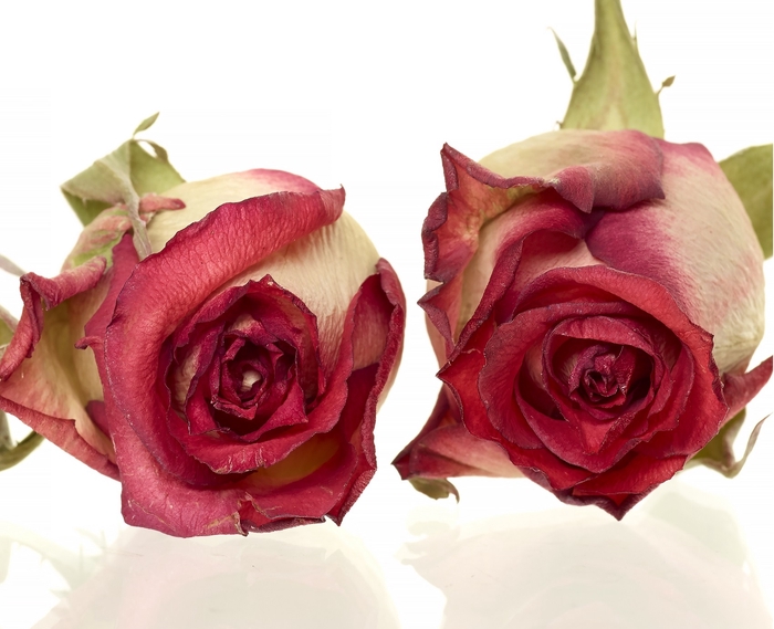 Rose Blush red 4,5-5cm