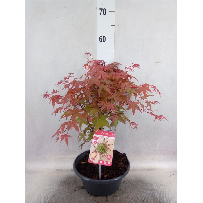 <h4>Acer palmatum 'Beni-Maiko'</h4>