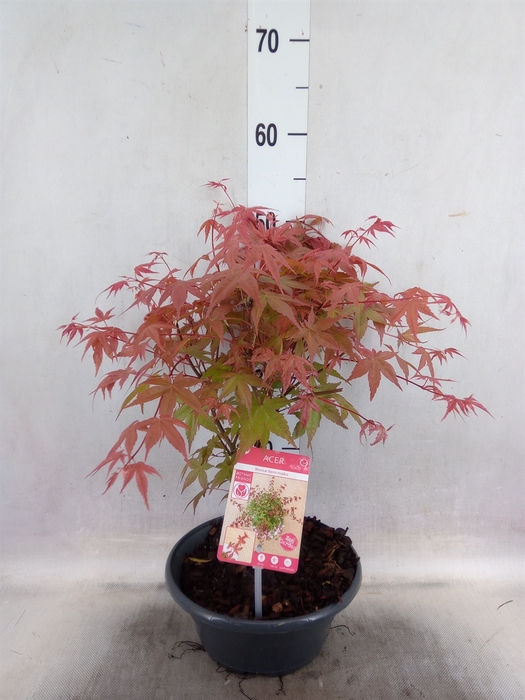 <h4>Acer palmatum 'Beni-Maiko'</h4>