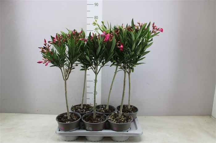 <h4>Nerium Oleander Op Stam Gemengd</h4>