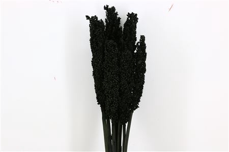 <h4>Dried Sorghum 6pc Black Bunch</h4>