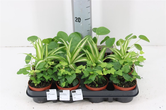 <h4>Kamerplanten Planten Mix 3 Soorten P8.5</h4>