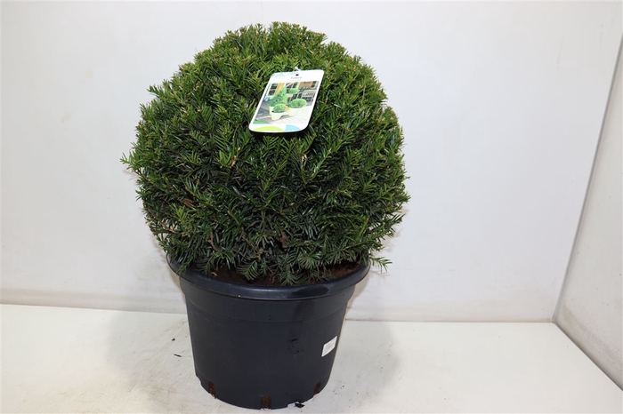 <h4>Taxus M Groenland</h4>