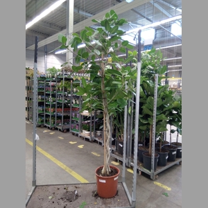 Ficus benghalensis 'Audrey'