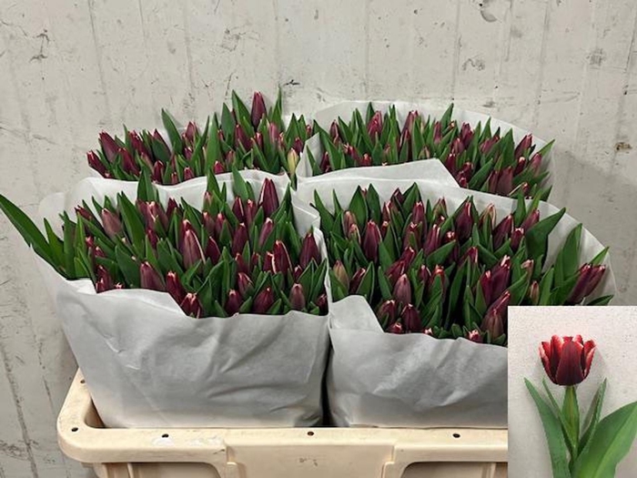 <h4>Tulipa enke. Triumf Grp Armani</h4>