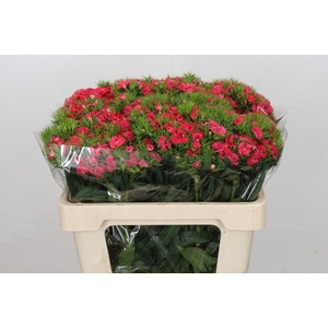 Dianthus Br Am Sweet Will Coral
