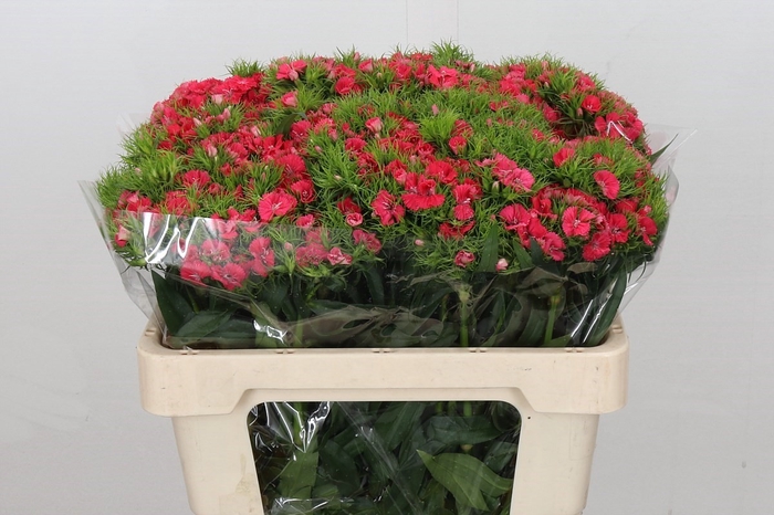 <h4>Dianthus Br Am Sweet Will Coral</h4>