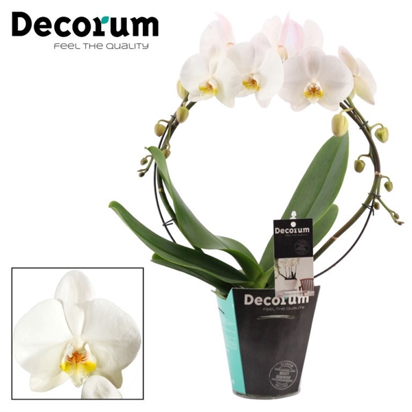 Phalaenopsis boog wit grootbloemig (Decorum)
