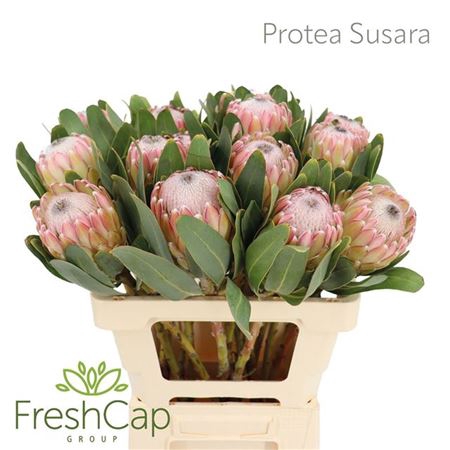 Protea Susara
