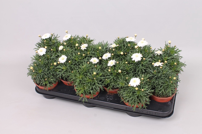 <h4>Argyranthemum Molimba Duplo White</h4>