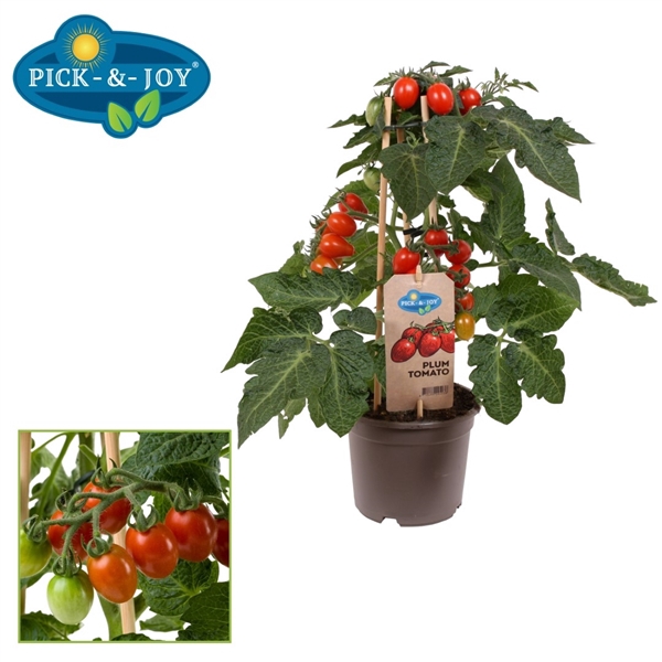 PICK-&-JOY® Plum Tomato Red